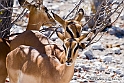 Black Faced Impala 1859